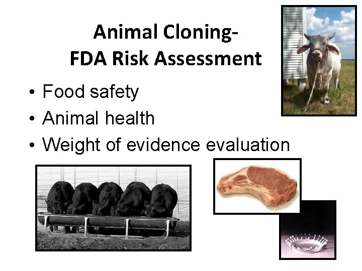 Animal Cloning. FDA Risk Assessment • Food safety • Animal health • Weight of