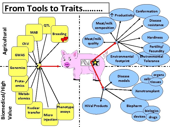 From Tools to Traits……… Agricultural Disease resistance Meat/milk composition QTL MAB ↑ Productivity Conformation