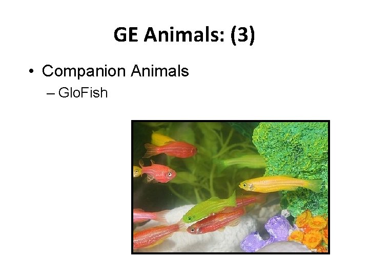 GE Animals: (3) • Companion Animals – Glo. Fish 