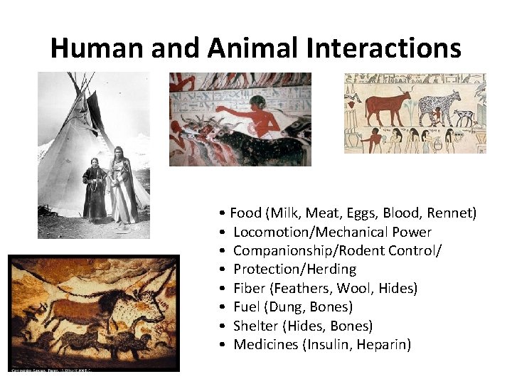 Human and Animal Interactions • Food (Milk, Meat, Eggs, Blood, Rennet) • Locomotion/Mechanical Power