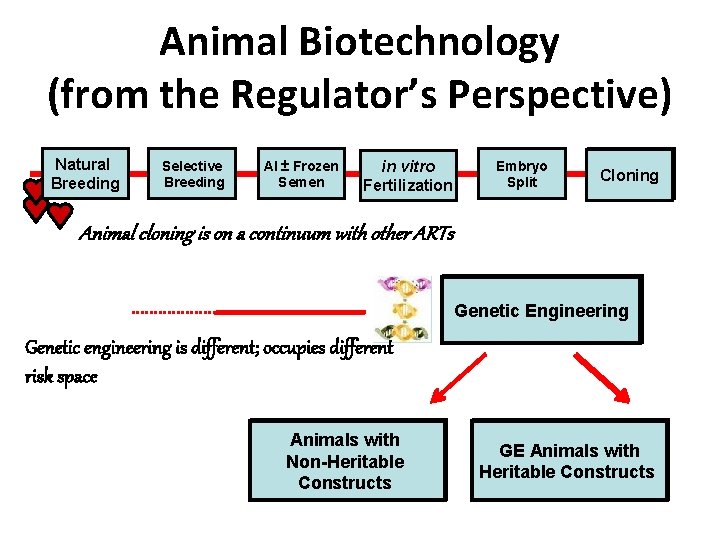 Animal Biotechnology (from the Regulator’s Perspective) Natural Breeding Selective Breeding AI ± Frozen Semen