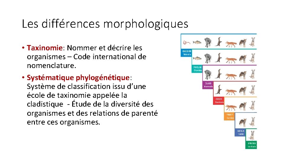 Les différences morphologiques • Taxinomie: Nommer et décrire les organismes – Code international de