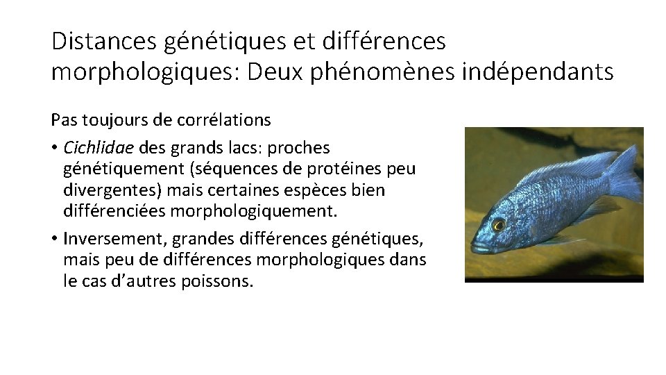 Distances génétiques et différences morphologiques: Deux phénomènes indépendants Pas toujours de corrélations • Cichlidae