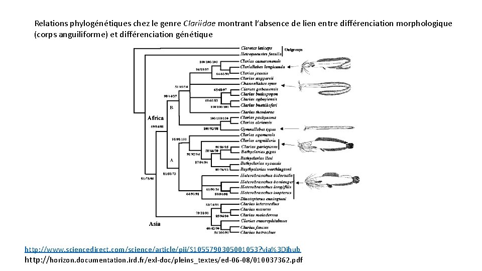 Relations phylogénétiques chez le genre Clariidae montrant l’absence de lien entre différenciation morphologique (corps