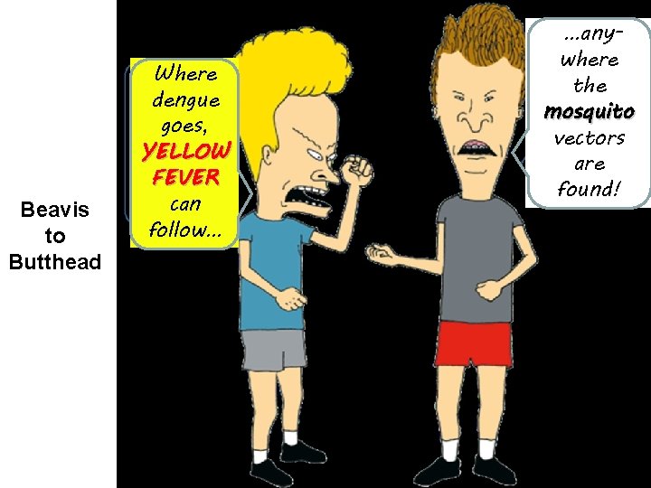 Beavis to Butthead Where dengue goes, YELLOW FEVER can follow… …anywhere the mosquito vectors