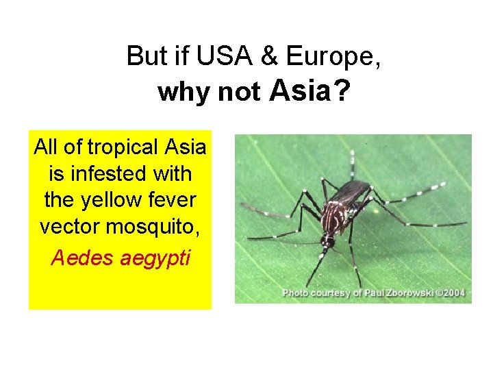 But if USA & Europe, why not Asia? All of tropical Asia is infested