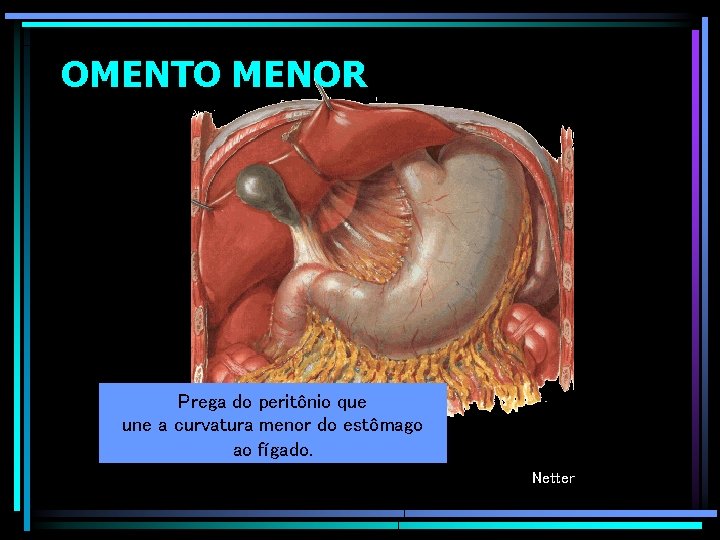 OMENTO MENOR Prega do peritônio que une a curvatura menor do estômago ao fígado.