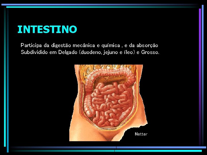 INTESTINO Participa da digestão mecânica e química , e da absorção Subdividido em Delgado