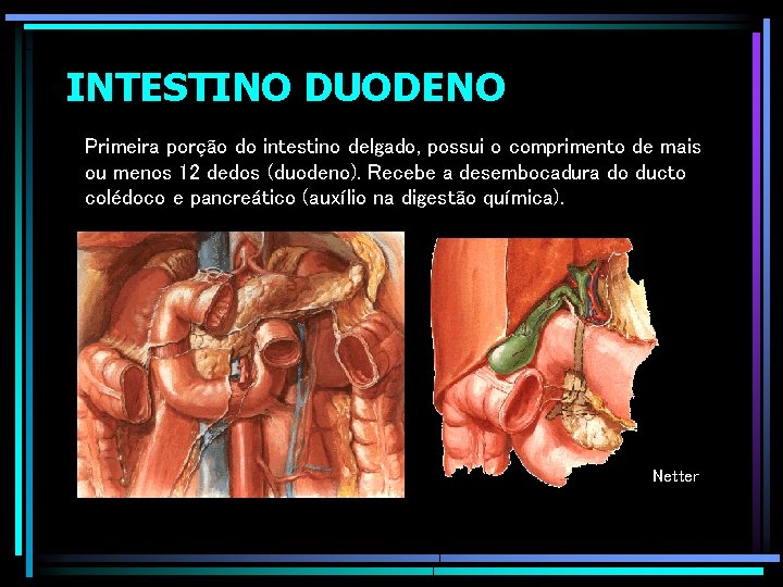 INTESTINO DUODENO Primeira porção do intestino delgado, possui o comprimento de mais ou menos