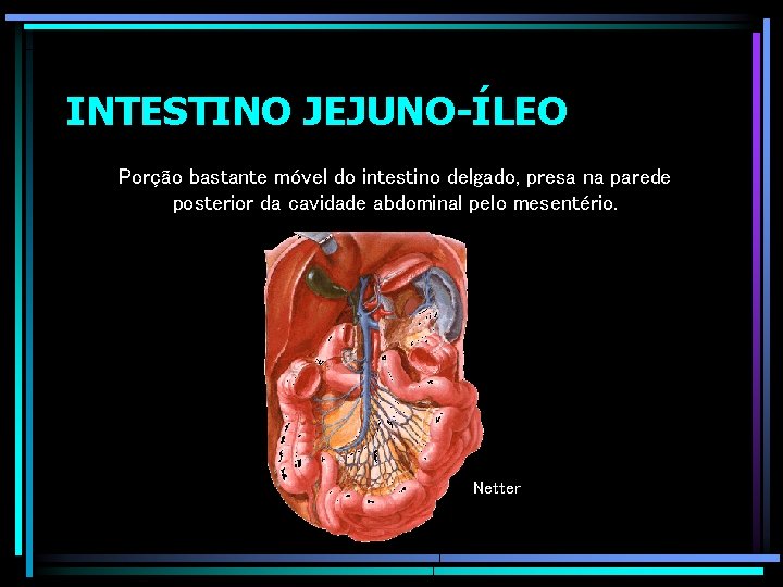 INTESTINO JEJUNO-ÍLEO Porção bastante móvel do intestino delgado, presa na parede posterior da cavidade