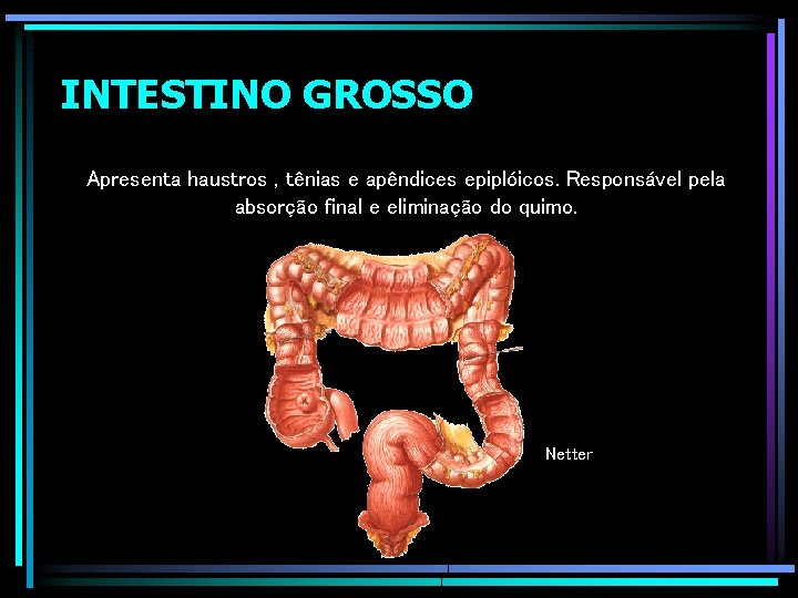 INTESTINO GROSSO Apresenta haustros , tênias e apêndices epiplóicos. Responsável pela absorção final e