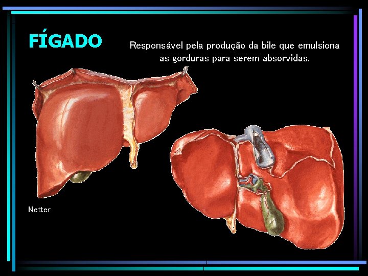 FÍGADO Netter Responsável pela produção da bile que emulsiona as gorduras para serem absorvidas.