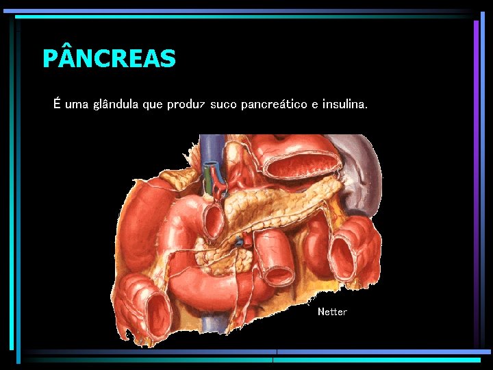 P NCREAS É uma glândula que produz suco pancreático e insulina. Netter 