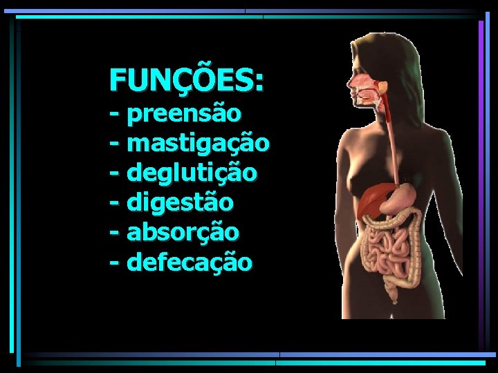 FUNÇÕES: - preensão - mastigação - deglutição - digestão - absorção - defecação 