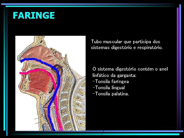 FARINGE Tubo muscular que participa dos sistemas digestório e respiratório. O sistema digestório contém