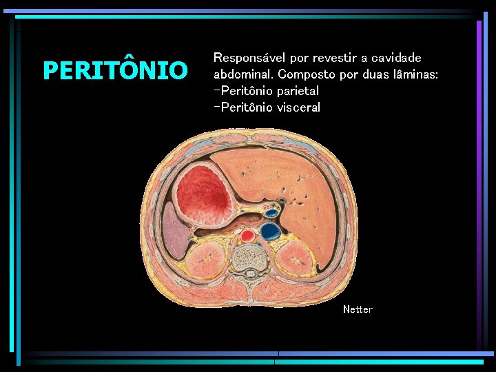 PERITÔNIO Responsável por revestir a cavidade abdominal. Composto por duas lâminas: -Peritônio parietal -Peritônio
