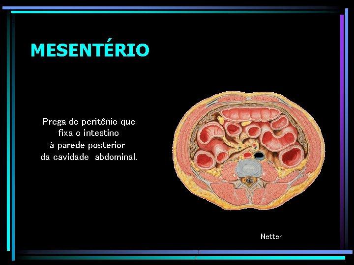 MESENTÉRIO Prega do peritônio que fixa o intestino à parede posterior da cavidade abdominal.