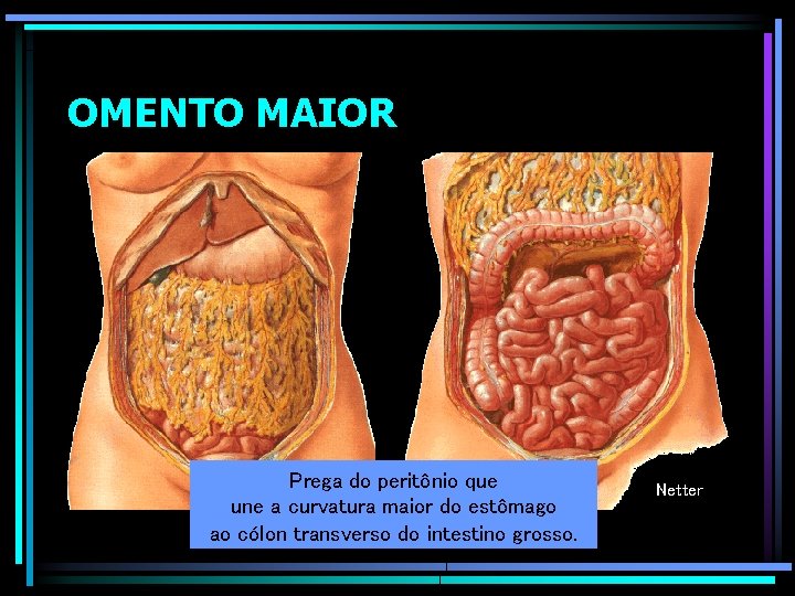 OMENTO MAIOR Prega do peritônio que une a curvatura maior do estômago ao cólon