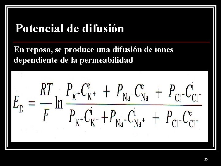 Potencial de difusión En reposo, se produce una difusión de iones dependiente de la