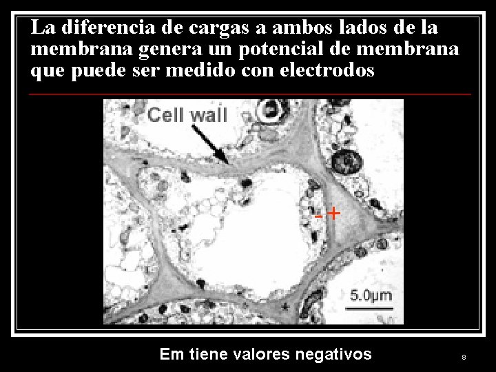 La diferencia de cargas a ambos lados de la membrana genera un potencial de