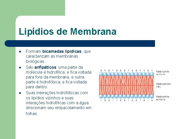 Lipídios de Membrana l l l Formam bicamadas lipídicas, que caracterizam as membranas biológicas