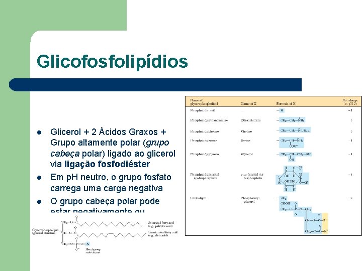 Glicofosfolipídios l l l Glicerol + 2 Ácidos Graxos + Grupo altamente polar (grupo