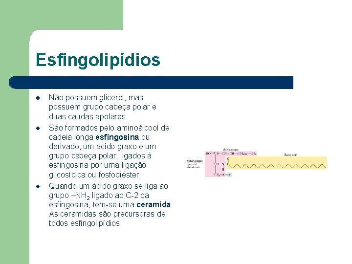Esfingolipídios l l l Não possuem glicerol, mas possuem grupo cabeça polar e duas