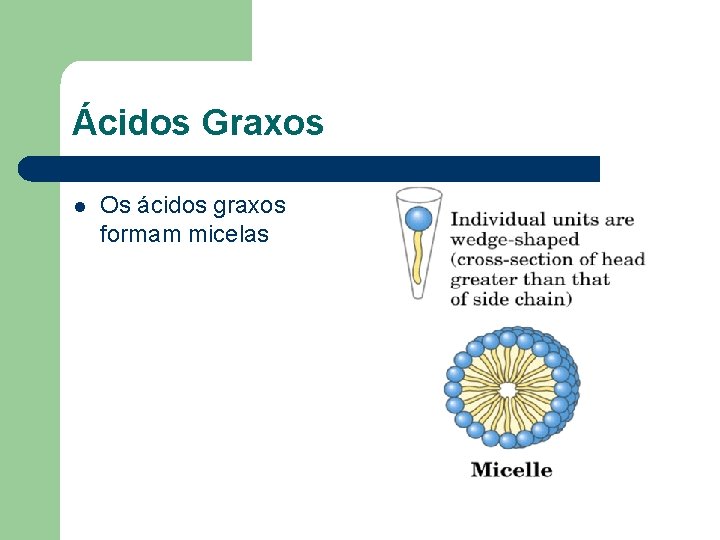 Ácidos Graxos l Os ácidos graxos formam micelas 