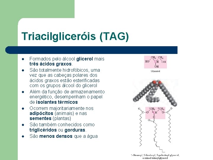 Triacilgliceróis (TAG) l l l Formados pelo álcool glicerol mais três ácidos graxos. São