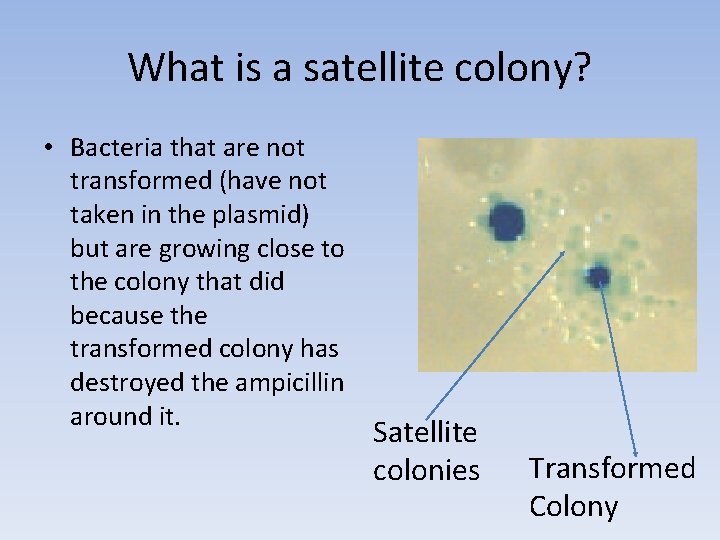 What is a satellite colony? • Bacteria that are not transformed (have not taken