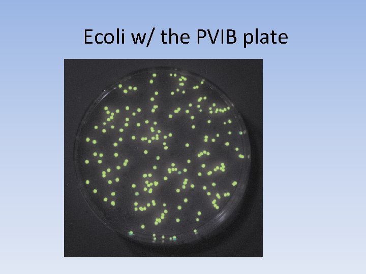 Ecoli w/ the PVIB plate 