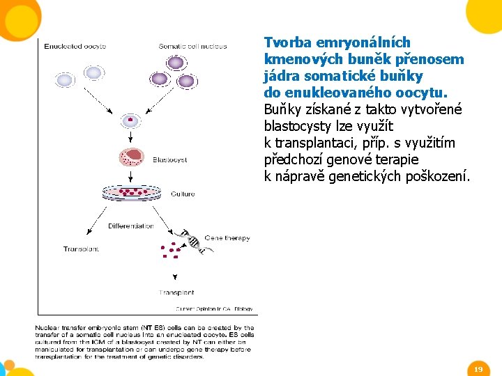 Tvorba emryonálních kmenových buněk přenosem jádra somatické buňky do enukleovaného oocytu. Buňky získané z