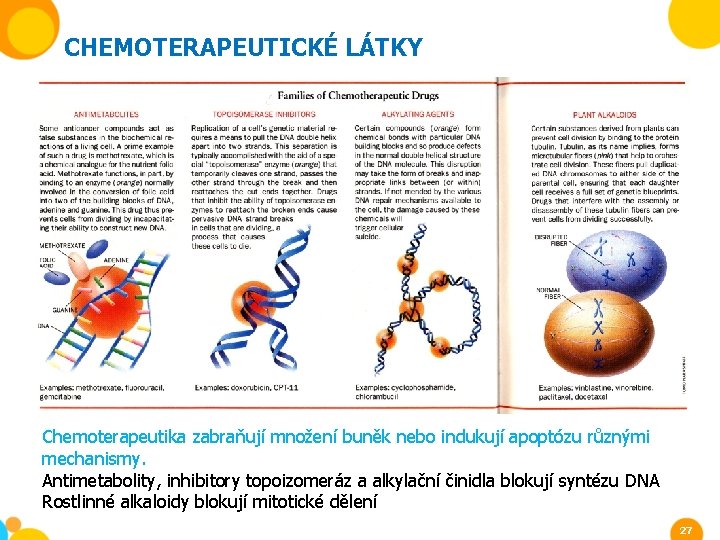 CHEMOTERAPEUTICKÉ LÁTKY Chemoterapeutika zabraňují množení buněk nebo indukují apoptózu různými mechanismy. Antimetabolity, inhibitory topoizomeráz