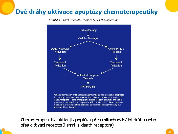 Dvě dráhy aktivace apoptózy chemoterapeutiky Chemoterapeutika aktivují apoptózu přes mitochondriální dráhu nebo přes aktivaci