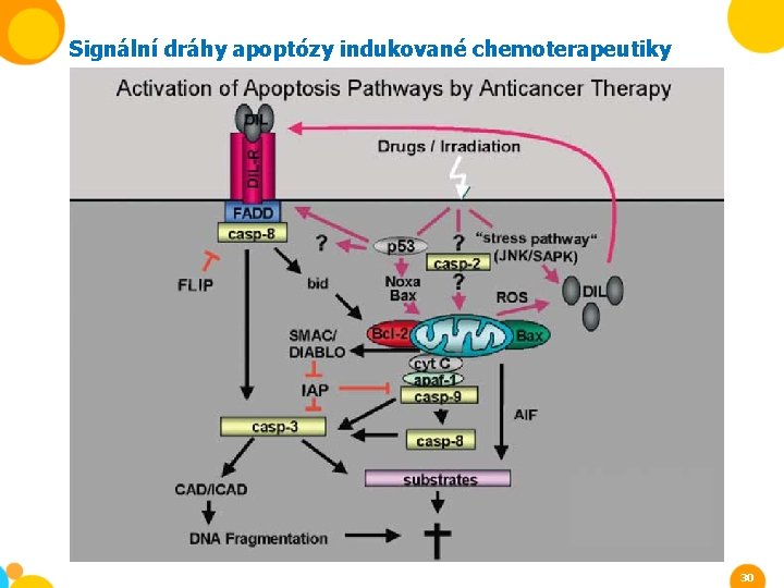 Signální dráhy apoptózy indukované chemoterapeutiky 30 