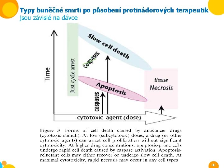 Typy buněčné smrti po působení protinádorových terapeutik jsou závislé na dávce 38 