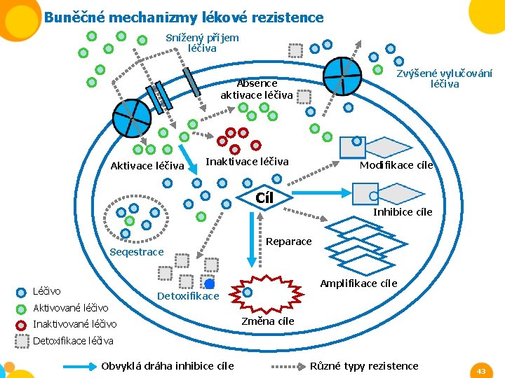 Buněčné mechanizmy lékové rezistence Snížený příjem léčiva Zvýšené vylučování léčiva Absence aktivace léčiva Aktivace