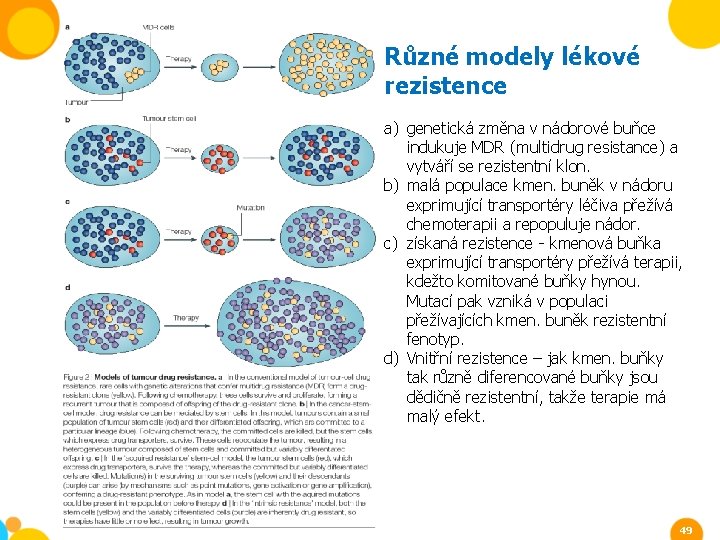 Různé modely lékové rezistence a) genetická změna v nádorové buňce indukuje MDR (multidrug resistance)