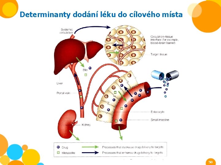 Determinanty dodání léku do cílového místa 50 