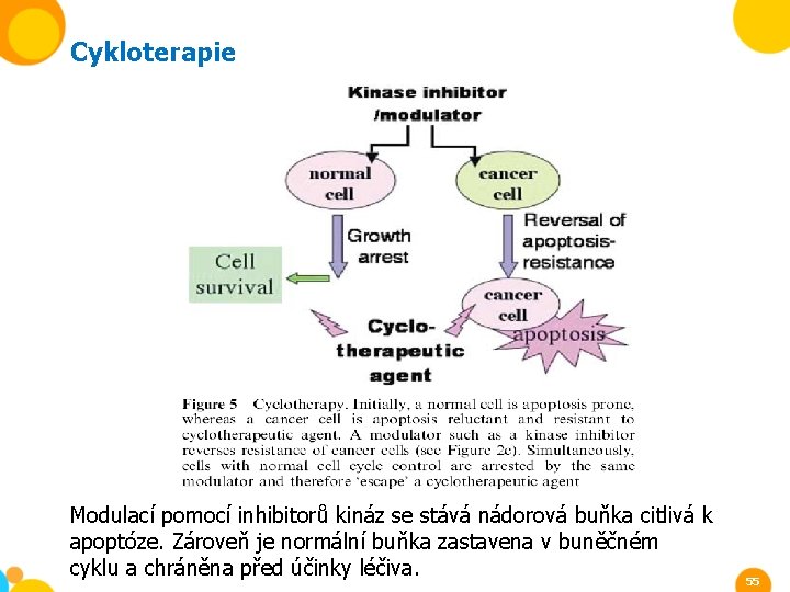 Cykloterapie Modulací pomocí inhibitorů kináz se stává nádorová buňka citlivá k apoptóze. Zároveň je