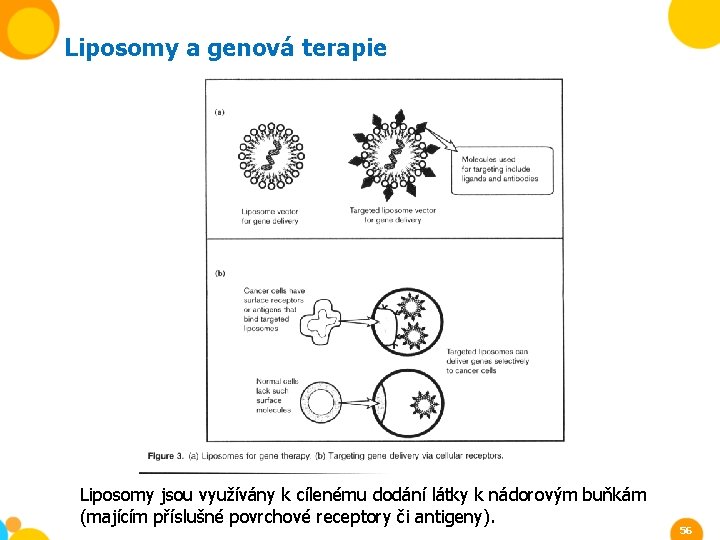 Liposomy a genová terapie Liposomy jsou využívány k cílenému dodání látky k nádorovým buňkám