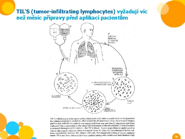 TIL‘S (tumor-infiltrating lymphocytes) vyžadují víc než měsíc přípravy před aplikací pacientům 58 