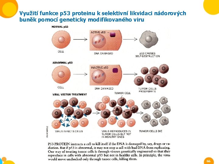 Využití funkce p 53 proteinu k selektivní likvidaci nádorových buněk pomocí geneticky modifikovaného viru