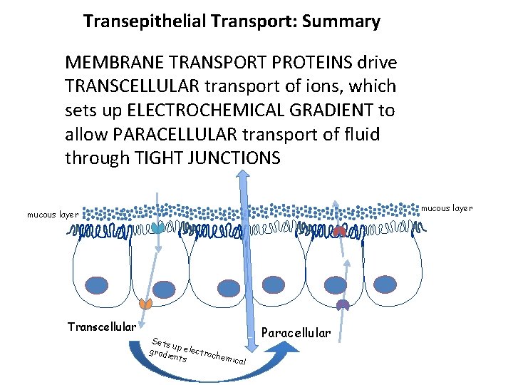 Transepithelial Transport: Summary MEMBRANE TRANSPORT PROTEINS drive TRANSCELLULAR transport of ions, which sets up