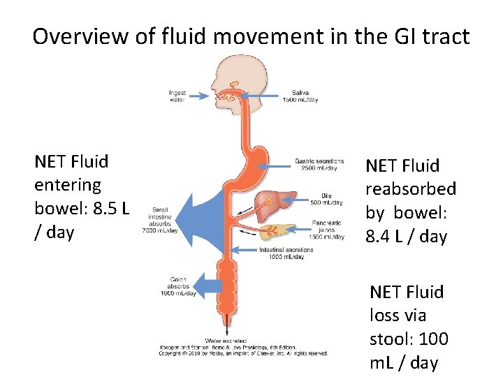 Overview of fluid movement in the GI tract NET Fluid entering bowel: 8. 5