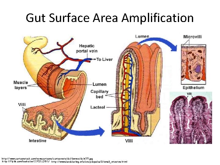 Gut Surface Area Amplification http: //www. cartoonstock. com/newscartoons/cartoonists/dcl/lowres/dcln 57 l. jpg http: //flylib. com/books/en/2.