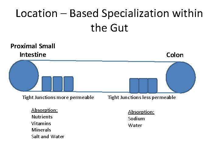 Location – Based Specialization within the Gut Proximal Small Intestine Tight Junctions more permeable