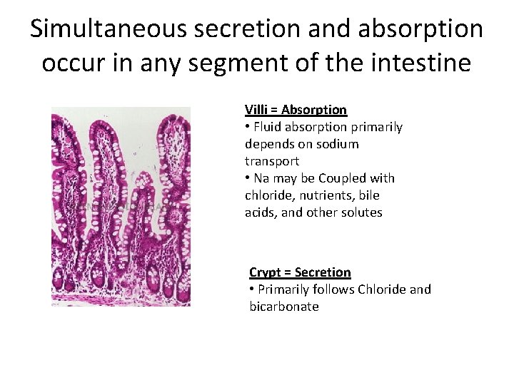 Simultaneous secretion and absorption occur in any segment of the intestine Villi = Absorption