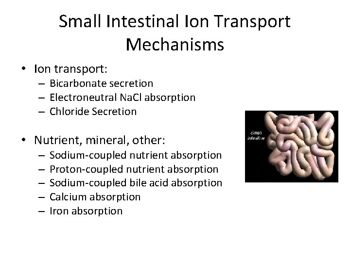 Small Intestinal Ion Transport Mechanisms • Ion transport: – Bicarbonate secretion – Electroneutral Na.