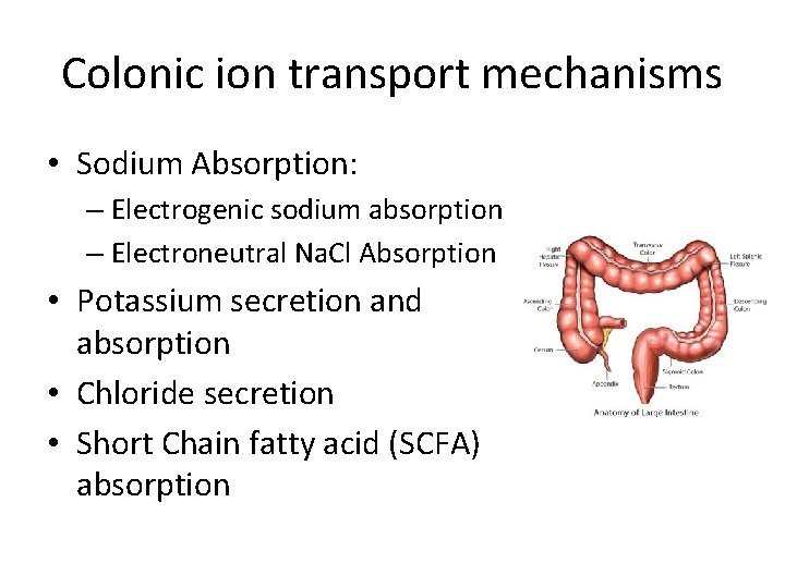 Colonic ion transport mechanisms • Sodium Absorption: – Electrogenic sodium absorption – Electroneutral Na.